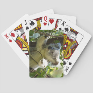 Der schöne Koala-Bär im Bäumen Spielkarten