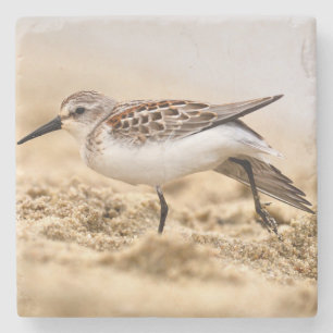 Der schöne Sandpiper-Vogel im Sand Steinuntersetzer
