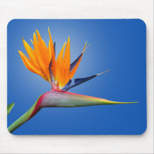 Der schöne Vogel des Paradieses Strelitzia Blume Mousepad