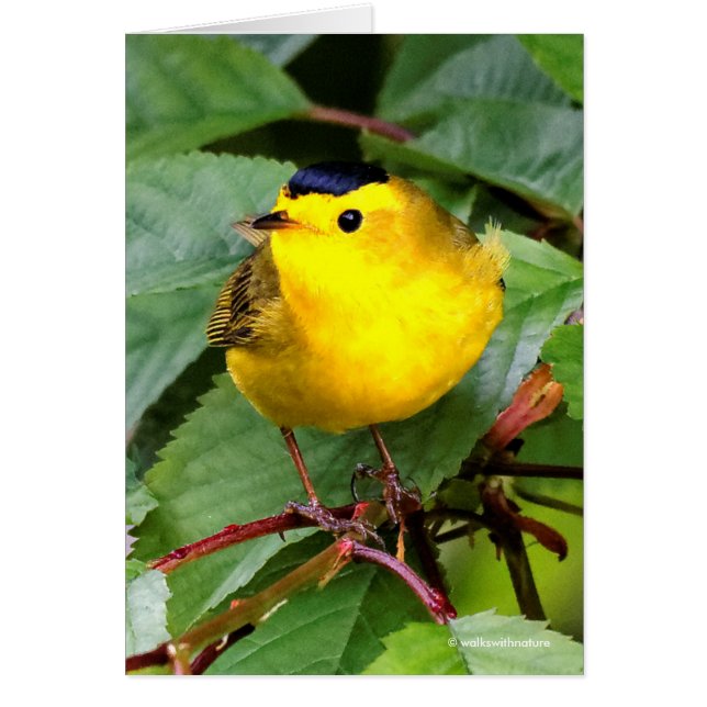 Der schöne Wilson's Warbler im Kirschbaum (Vorne)