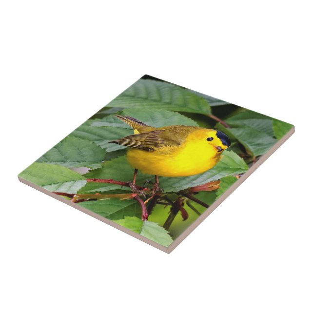 Der schöne Wilson's Warbler im Kirschbaum Fliese (Seite)