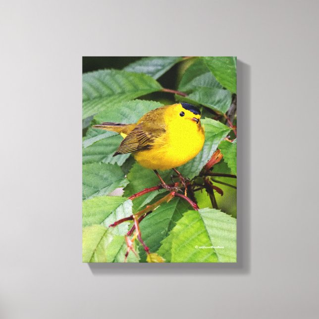 Der schöne Wilson's Warbler im Kirschbaum Leinwanddruck (Vorderseite)