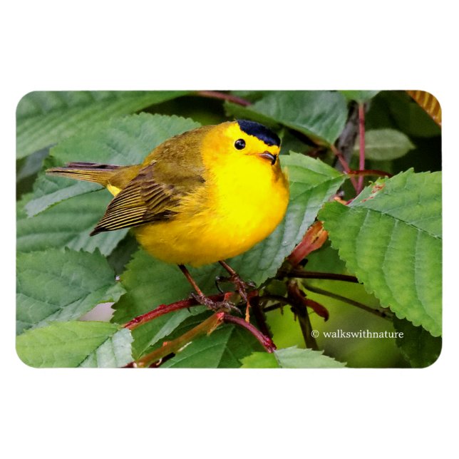 Der schöne Wilson's Warbler im Kirschbaum Magnet (Horizontal)