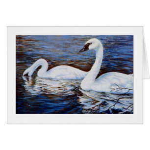 Der schüchterne Schwan