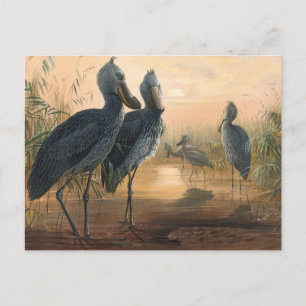 Der Schuhschnabel von Joseph Wolf Postkarte