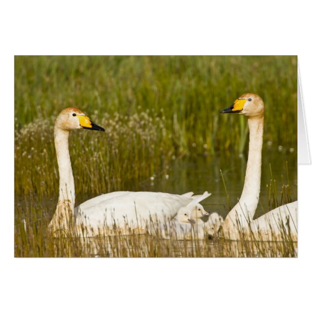 Der Schwan paart sich mit Cygnets in Island. (Vorderseite (Horizontal))