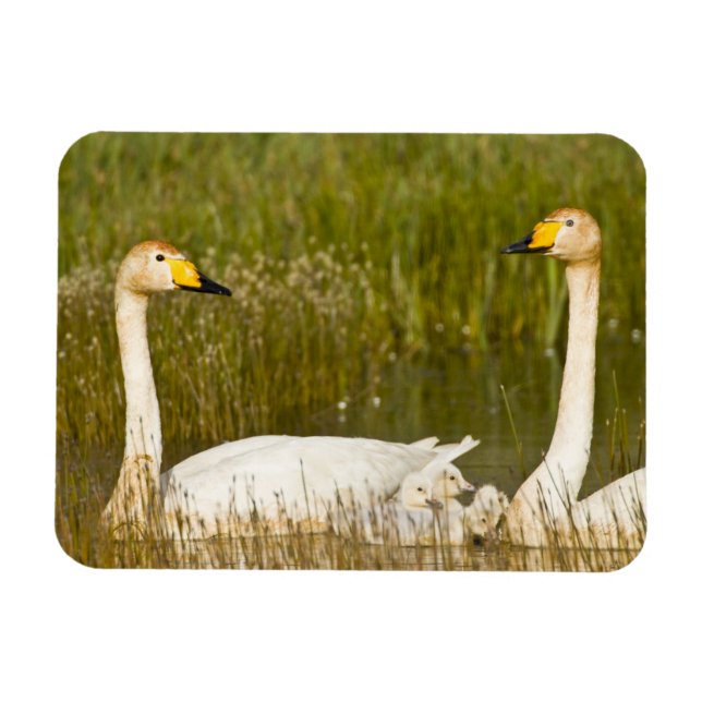 Der Schwan paart sich mit Cygnets in Island. Magnet (Horizontal)