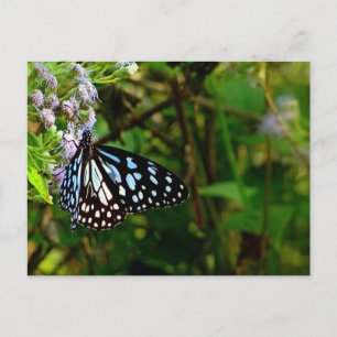 der schwarz-weiße Schmetterling Postkarte