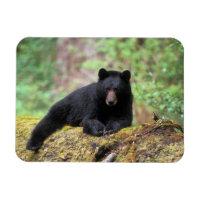 Der schwarze Bär auf einer alten Wachstumsprognose