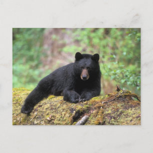 Der schwarze Bär auf einer alten Wachstumsprognose Postkarte