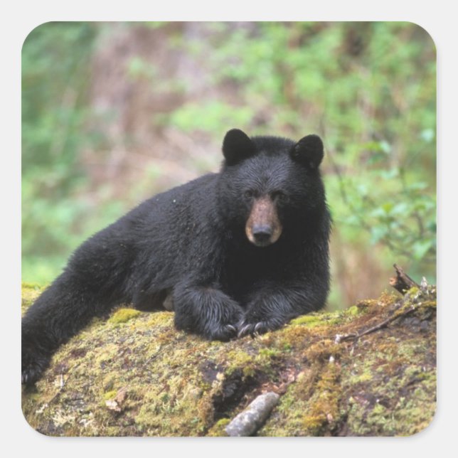 Der schwarze Bär auf einer alten Wachstumsprognose Quadratischer Aufkleber (Vorderseite)