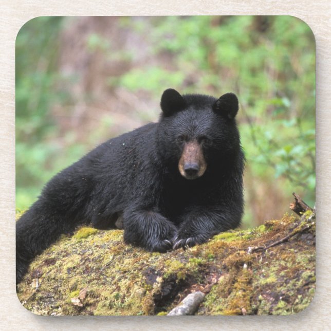 Der schwarze Bär auf einer alten Wachstumsprognose Untersetzer (Vorderseite)