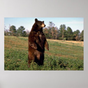 Der schwarze stehende Bär richten auf Poster