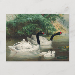 Der Schwarzhalsschwan von Joseph Wolf Postkarte