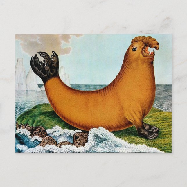 Der See-Elefant oder der Walrus (1879) Postkarte (Vorderseite)