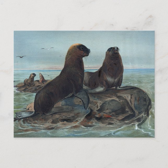 Der Seebär von Joseph Wolf Postkarte (Vorderseite)