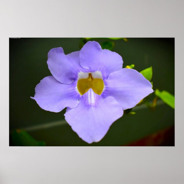 Der Segen der Natur Poster (Vorne)