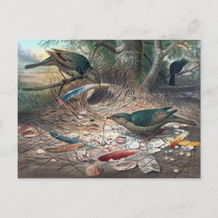 Der Seidenlaubenvogel von Joseph Wolf Postkarte
