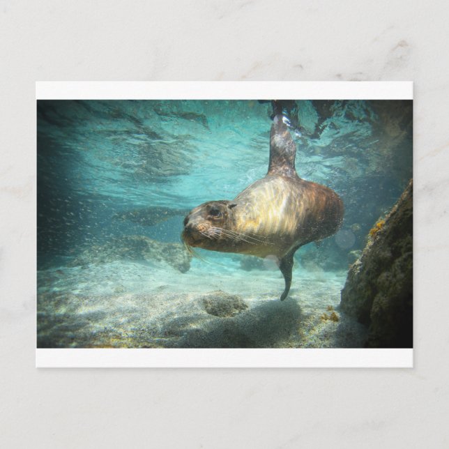 Der seltsame Seelöwe Galapagos unter Wasser Postkarte (Vorderseite)