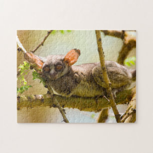 Der Senegal-Galago (Galago Senegalensis)