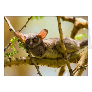 Der Senegal-Galago (Galago Senegalensis)