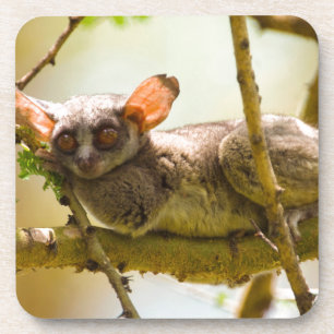 Der Senegal-Galago (Galago Senegalensis) Untersetzer
