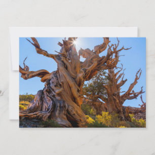 Der Sentinelbaum Dankeskarte