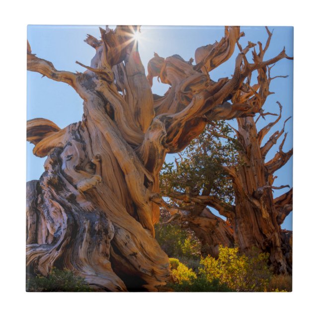 Der Sentinelbaum Fliese (Vorderseite)