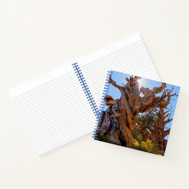 Der Sentinelbaum Notizbuch (Innenseite)