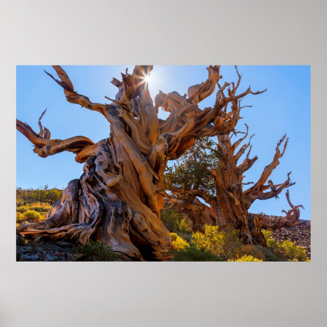 Der Sentinelbaum Poster (Vorne)