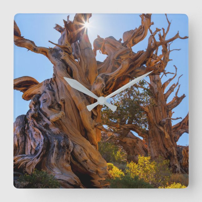 Der Sentinelbaum Quadratische Wanduhr (Vorderseite)
