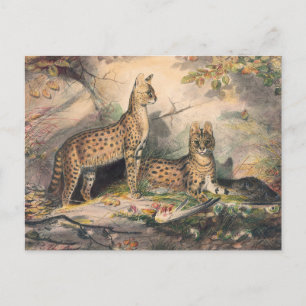 Der Serval von Joseph Wolf Postkarte