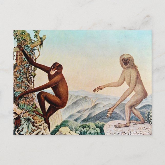 Der Siamang oder der Siamang Gibbon (1883) Postkarte (Vorderseite)
