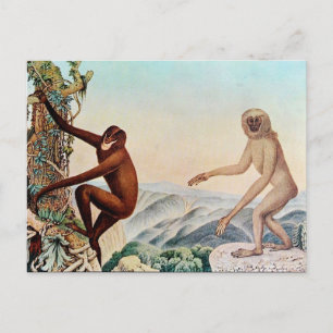 Der Siamang oder The Siamang Gibbon (1883) Postkarte