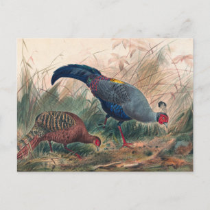 Der siamesische Fasan von Joseph Wolf Postkarte