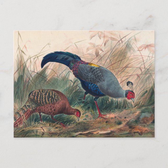 Der siamesische Fasan von Joseph Wolf Postkarte (Vorderseite)