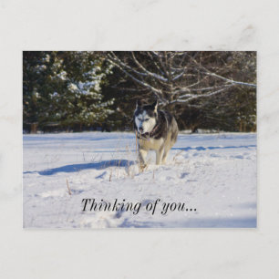 Der sibirische Husky im Schnee denkt an dich Postkarte