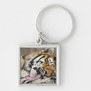 Der sibirischer Tiger Pantheratigris altaica Schlüsselanhänger