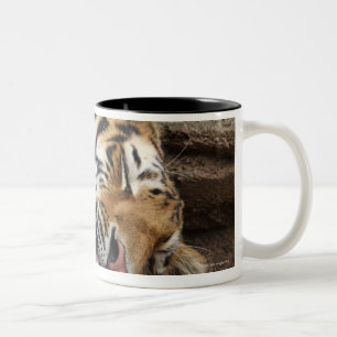 Der sibirischer Tiger Pantheratigris altaica Zweifarbige Tasse