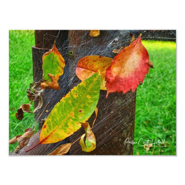 Der Sommer fällt im Web des Herbstes Fotodruck (Vorne)