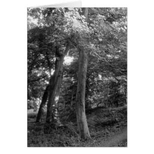 Der Sommer im Wald