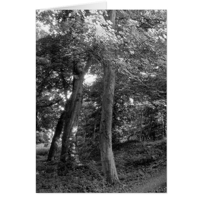 Der Sommer im Wald (Vorne)