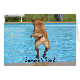 Der Sommer ist hier Hund