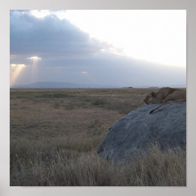 Der Sonnenuntergang der Lioness Poster (Vorne)
