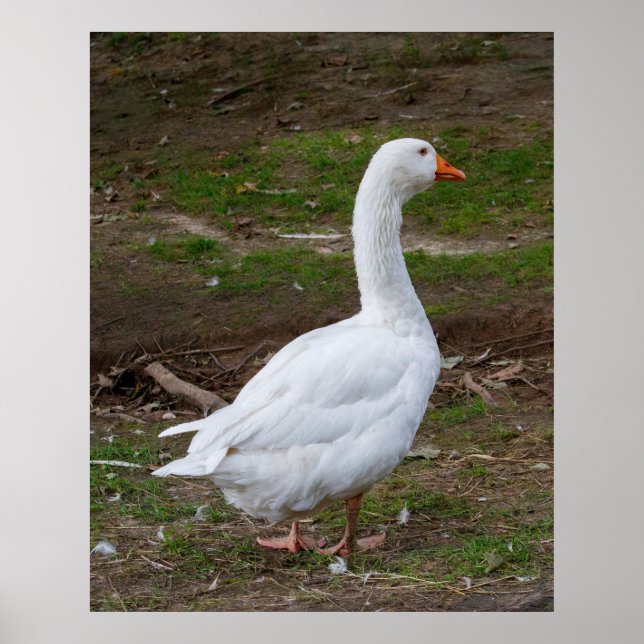 Der Spaziergang Poster (Vorne)