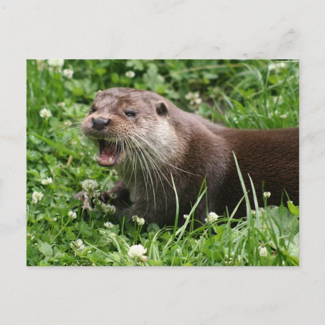 Der spielerische Geist des eurasischen Otters Postkarte (Vorderseite)