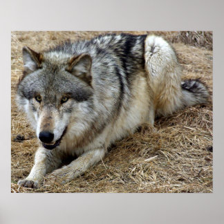 Der spielerische Wolf Poster