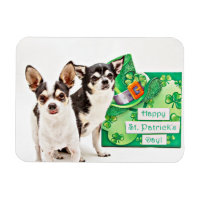 Der St. Patrick's Day Chihuahua