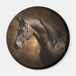 Der Stallion Magnet