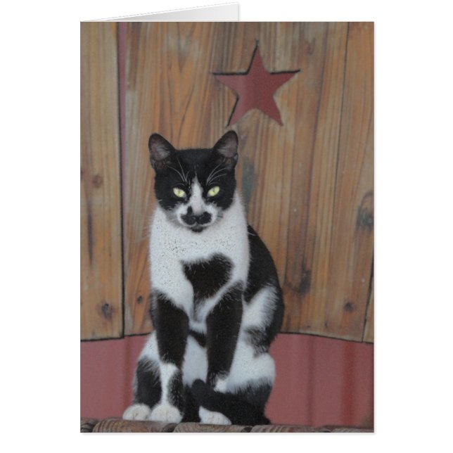 Der Stern-- schwarze u. weiße Katze auf hölzernem (Vorne)